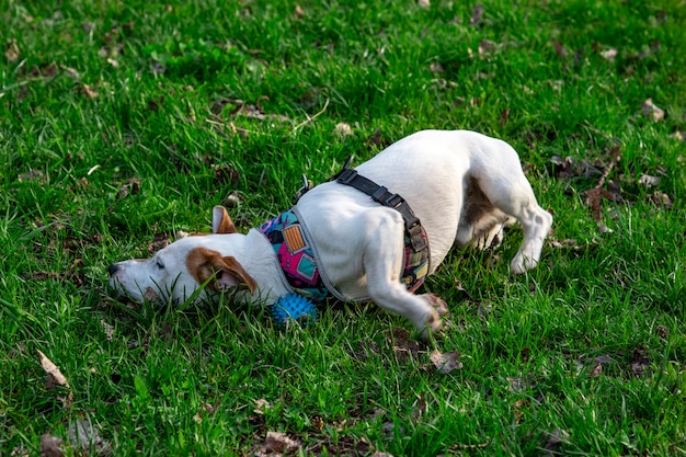 Pies Rasy Jack Russell Terrier W Lesie Na Zielonej Trawie W Kolorowej Uprzęży, Leży Zmęczony Na Trawie, Obok Jego Zabawki Jest Niebieska Piłka