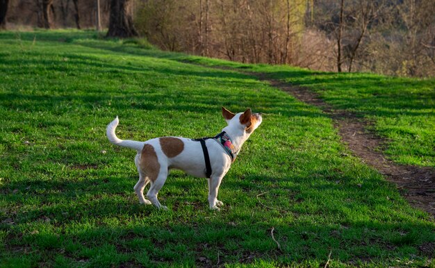 Pies rasy Jack Russell Terrier w lesie na zielonej trawie w kolorowej uprzęży, stoi na trawie pół obrotu i patrzy w górę