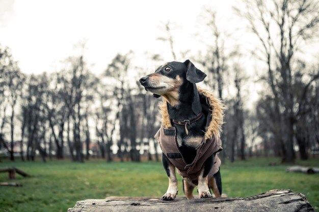 Pies rasy jamnik czarno-podpalany spacer w zielonym parku miejskim