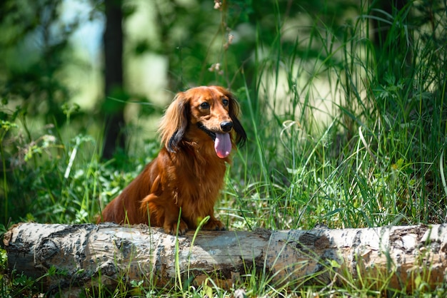 Pies rasy jamnik w lesie na słonecznej polanie.
