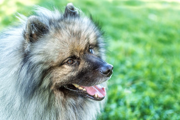 Pies rasy Keeshond niemiecki szpic wilczy na ulicy w letni słoneczny dzień Portrety psa