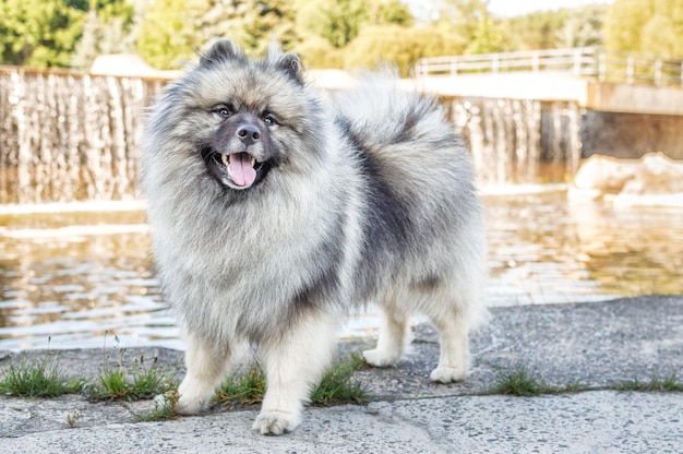 Zdjęcie pies rasy keeshond niemiecki szpic wilczy na ulicy w letni słoneczny dzień portrety psa