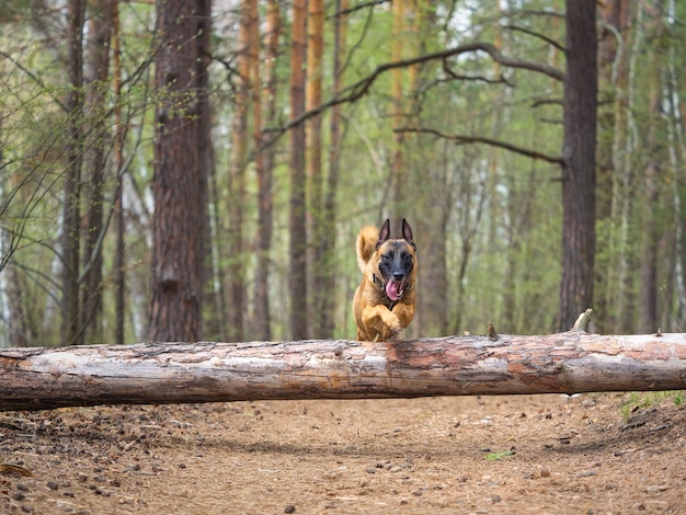 Pies rasy Malinois przeskakując zwalone drzewo w lesie