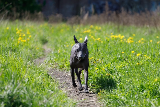 Pies rasy meksykański nago biegnie chodnikiem w parku. Zdjęcie wysokiej jakości