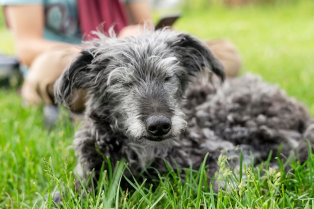 Pies rasy mieszanej bedlington terrier whippet starszy pies odpoczywa z właścicielem na adopcji zwierząt domowych