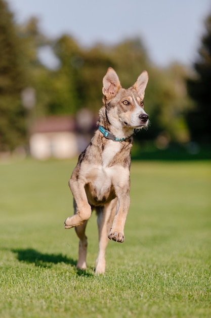 Pies rasy mieszanej na spacerze. Pies biegający po trawie. Ładny pies gra. zabawny zwierzak. Adopcja zwierzaka.