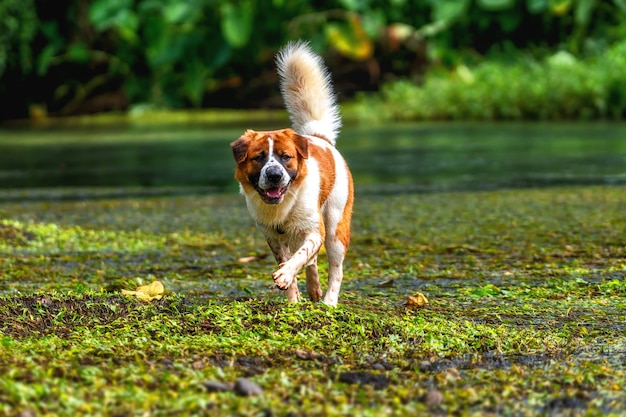 Pies rasy mieszanej w kolorze brązowym z białym kolorem