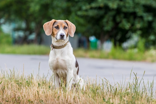 Pies rasy ogar estoński siedzi na trawie w pobliżu drogi