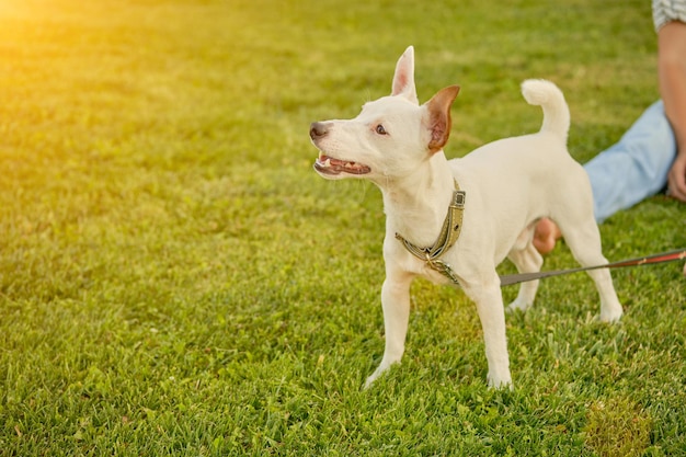 Pies rasy parson russell terrier bawi się w zielonym parku ze swoim właścicielem w okresie letnim lub na początku