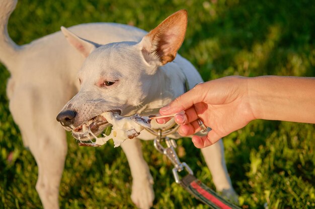 Pies Rasy Parson Russell Terrier Bawi Się W Zielonym Parku Ze Swoim Właścicielem W Okresie Letnim Lub Na Początku