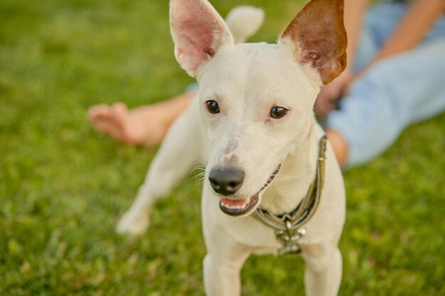 Pies rasy parson russell terrier bawi się w zielonym parku ze swoim właścicielem w okresie letnim lub na początku