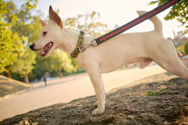 Pies rasy parson russell terrier bawi się w zielonym parku ze swoim właścicielem w okresie letnim lub na początku