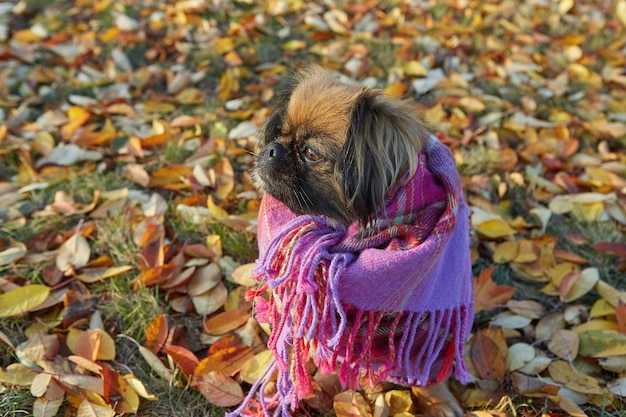 Pies rasy pekińczyk w jesienny słoneczny dzień