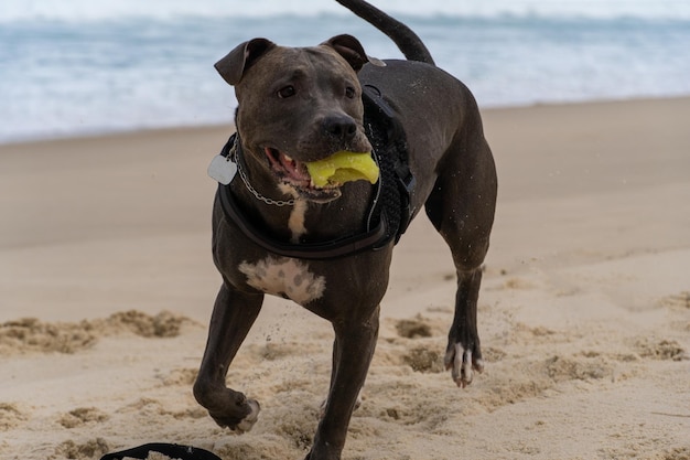 Pies Rasy Pit Bull Bawi Się Na Plaży Zabawa Z Piłką I Kopanie Dziury W Piasku Dzień Częściowo Pochmurny Selektywna Ostrość