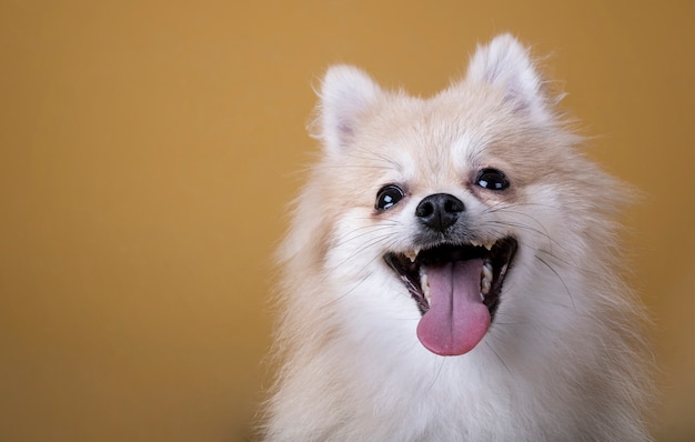 Pies rasy pomorskiej z otwartymi ustami i wysuniętym językiem