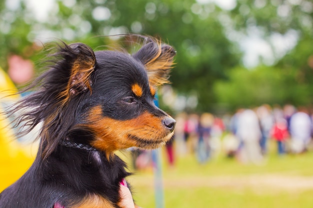 Pies rasy rosyjski toy terrier