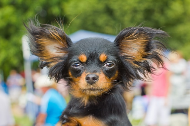 Pies rasy rosyjski toy terrier