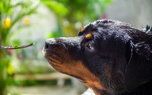 Pies rasy Rottweiler bawi się z piór w ogrodzie