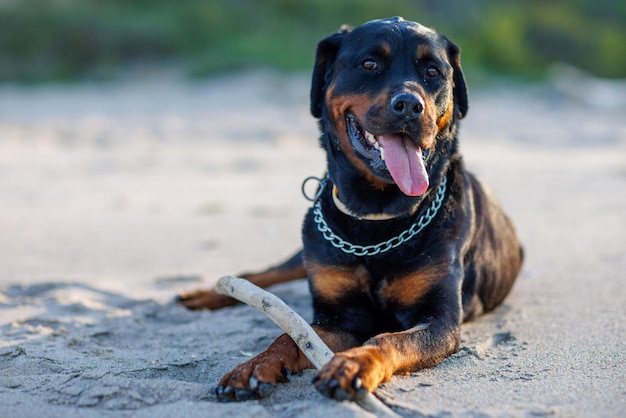 Pies Rasy Rottweiler Leży Na Piasku I Bawi Się Kijem W Pobliżu Morza Czarnego