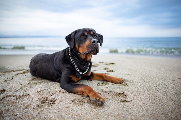 Pies Rasy Rottweiler Leży Na Plaży I Nasłuchuje Dźwięków Czekających Na Właściciela