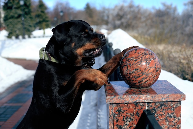 pies rasy Rottweiler na spacerze