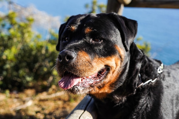 Pies rasy Rottweiler niebezpiecznej rasy chodzący bez pyska