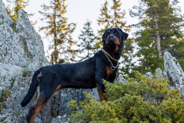 Pies rasy Rottweiler stoi na półce górskiej z roślinnością i lasem na tle nieba