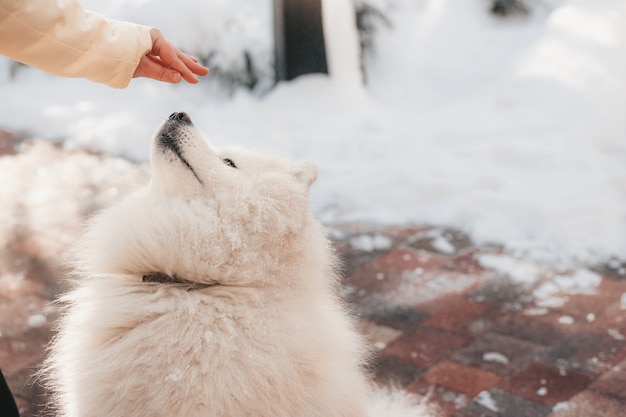 Pies rasy Samoyed na zimowym spacerze