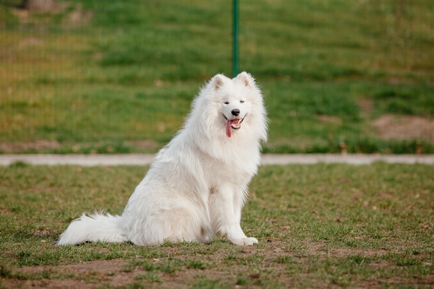 Pies rasy Samoyed w parku. Duży biały puszysty pies na spacerze