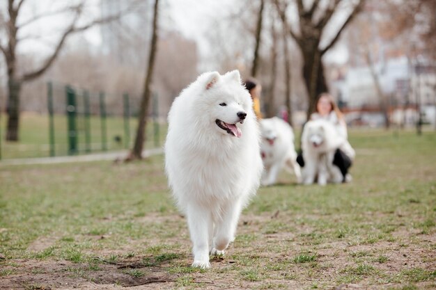 Pies rasy Samoyed w parku. Duży biały puszysty pies na spacerze