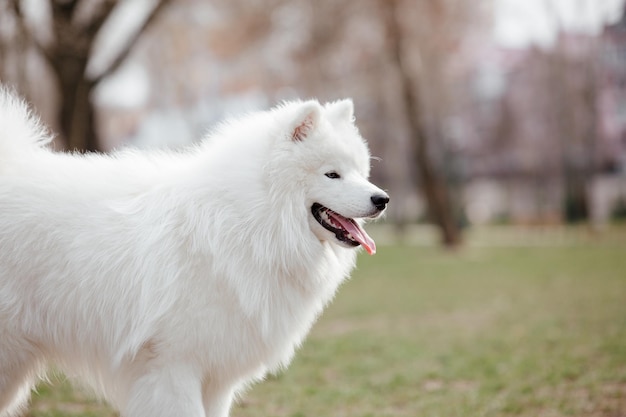 Zdjęcie pies rasy samoyed w parku. duży biały puszysty pies na spacerze