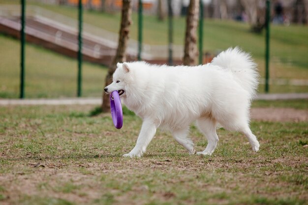 Pies rasy Samoyed w parku. Duży biały puszysty pies na spacerze