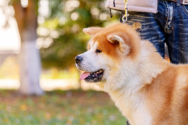 Pies rasy shibainu w parku niedaleko swojego pana na smyczy