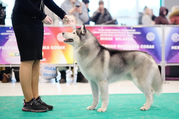 Pies rasy Siberian Husky patrzy na przewodnika na wystawie