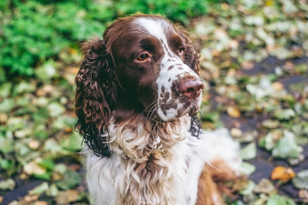 Pies rasy Springer spaniel angielski siedzi w lesie jesienią