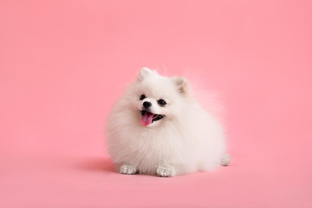 Pies rasy szpic pomorski zabawny siedzi na różowym tle