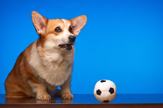 Pies rasy Welsh Corgi Pembroke bawiący się piłką nożną na niebieskim tle