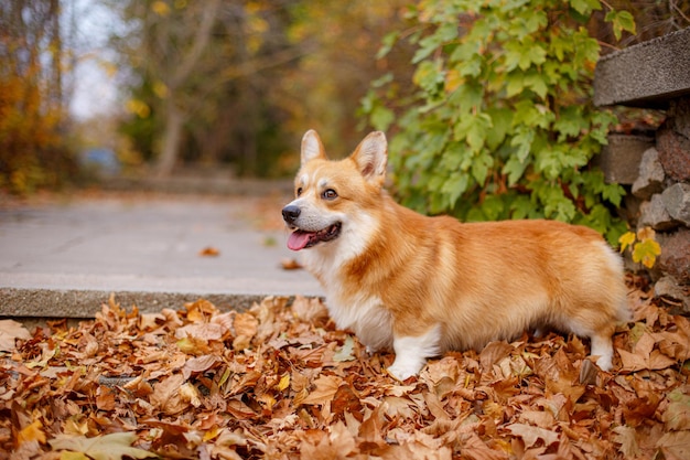 Zdjęcie pies rasy welsh corgi spacerujący jesienią po parku