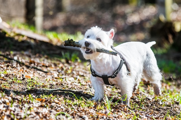 Pies Rasy West Highland White Terrier Biegający W Parku Z Dużym Drewnianym Kijem W Pysku