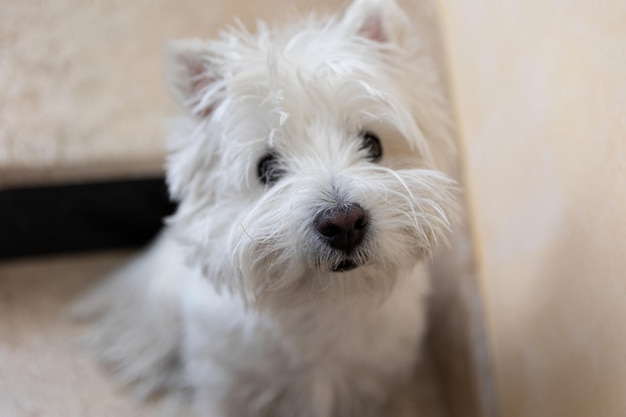 Pies rasy West Highland White Terrier pozostawiony sam na zewnątrz domu na schodach gotowy na spacer z właścicielem