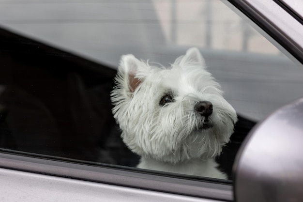 Pies rasy West Highland White Terrier siedzi w samochodzie czekając na wycieczkę