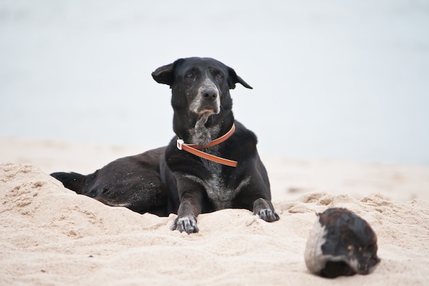 pies relaksujący na piaszczystej plaży