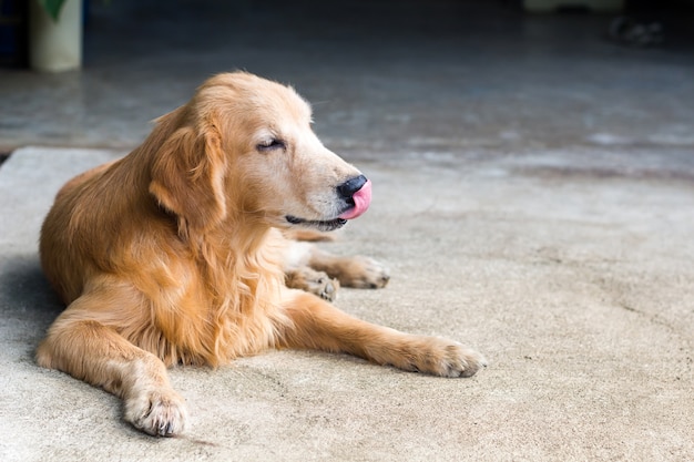 Pies relaksujący na podłodze, brązowy pies Golden retriever