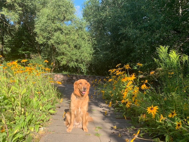 pies retriever siedzi w słońcu między rabatami żółtych kwiatów i uśmiecha się wśród zieleni