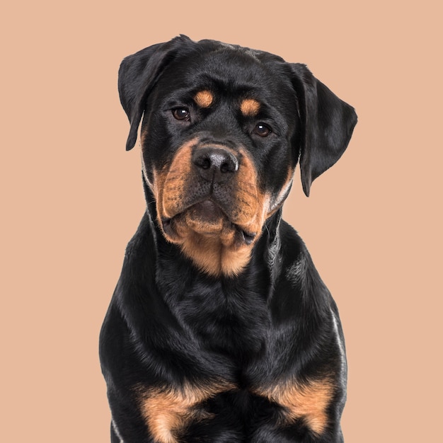 Pies Rottweiler siedzący na brązowym tle