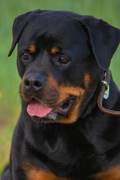 pies rottweiler w naturze podąża za poleceniami właściciela