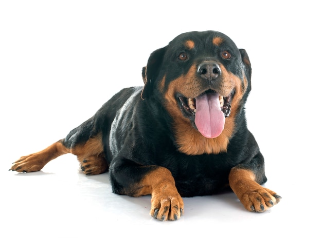 Pies Rottweiler