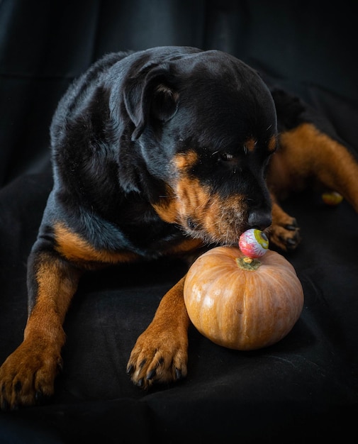 pies rottweilera z dynią halloween.