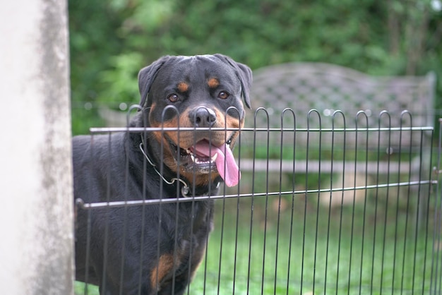 Pies Rottweilera za płotem