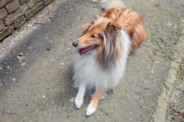 Pies Rough Collie na zewnątrz